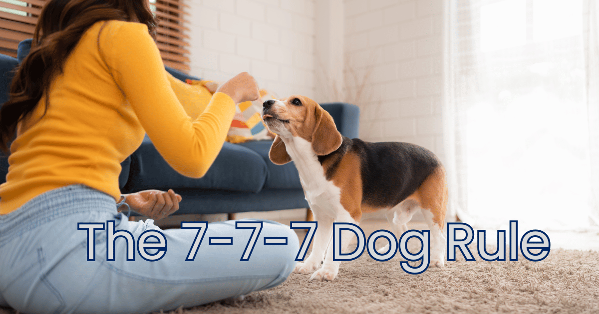The-7-7-7-Dog-Rule