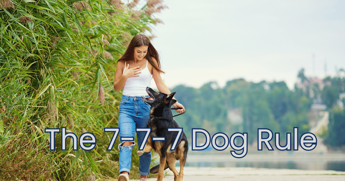The-7-7-7-Dog-Rule